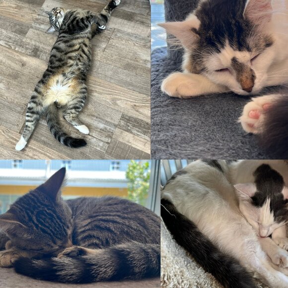 ๐พ End of the day, it's all for the kitties! Shop shop shop purr purr purr :) ๐พ - Picture 1 of 1